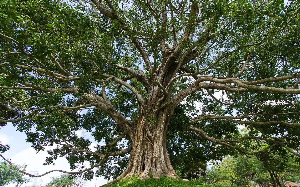 Giant Rain Tree Giant Monkey Pod Tree в Канчанабури