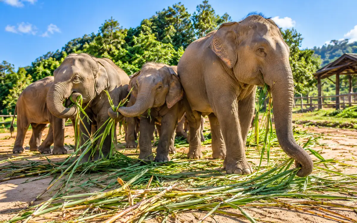 Заповедник слонов — Elephant Jungle Sanctuary Pattaya