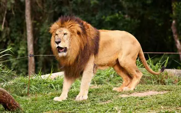 Safari World из Бангкока